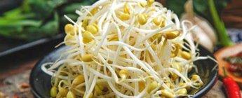 Bean Sprout King(wholesale)